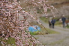 ウメ（田上町梅林公園）