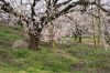 ウメ（田上町梅林公園）