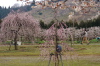 ウメ（田上町梅林公園）