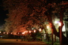 ソメイヨシノ（燕市・金山神社の夜桜）