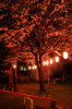 ソメイヨシノ（燕市・金山神社の夜桜）