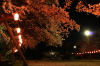 ソメイヨシノ（燕市・金山神社の夜桜）