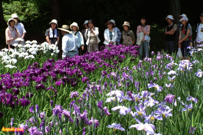 花博士による花菖蒲ガイド