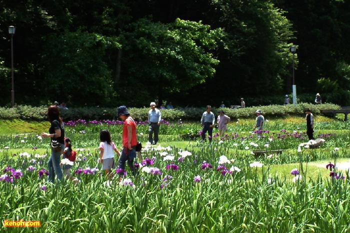 花菖蒲園