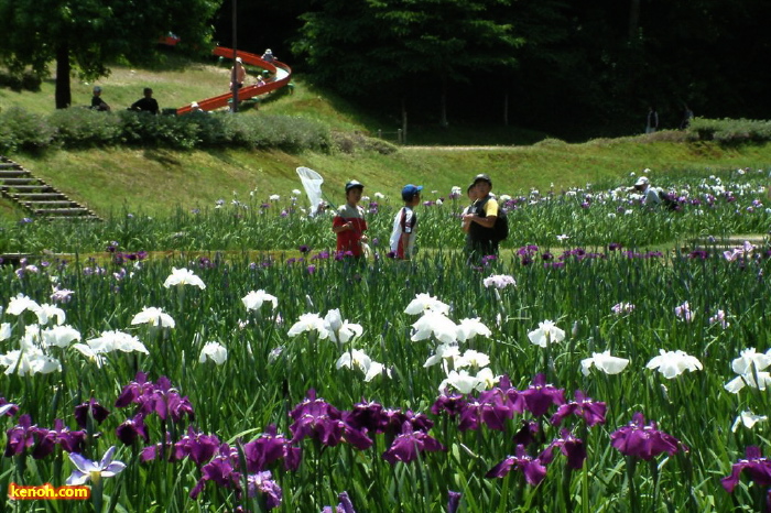 花菖蒲園