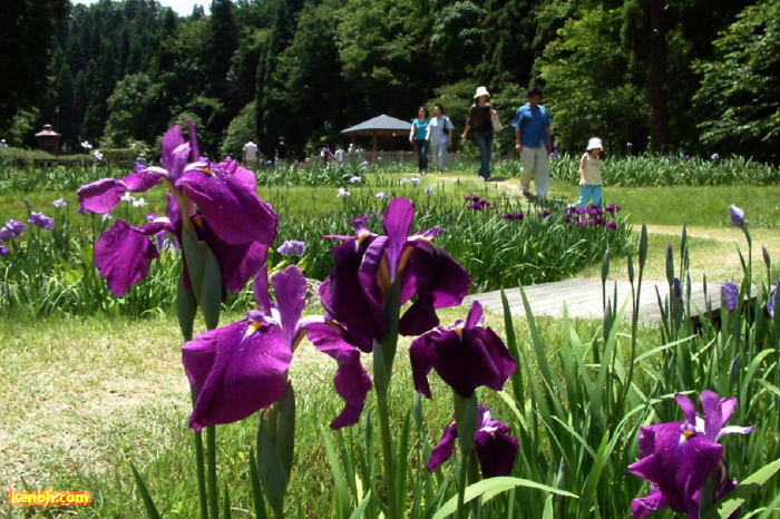 花菖蒲園