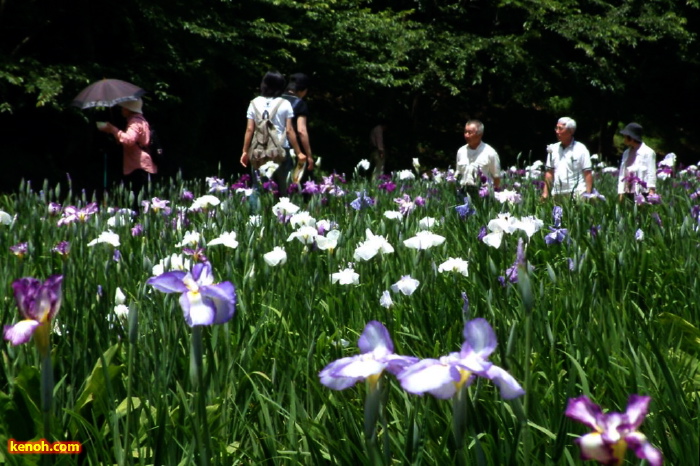 花菖蒲園