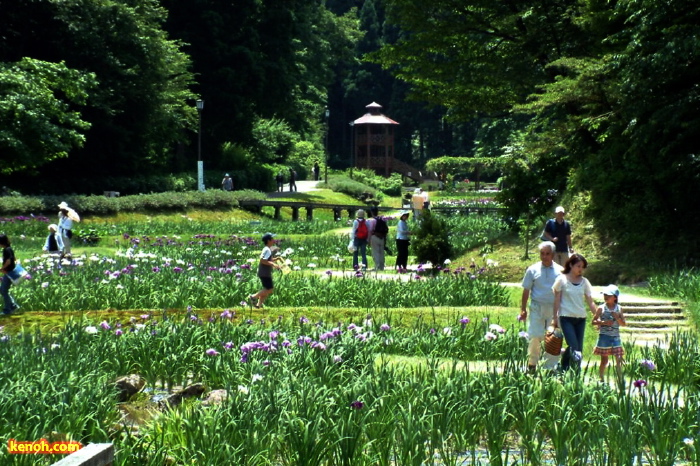 花菖蒲園