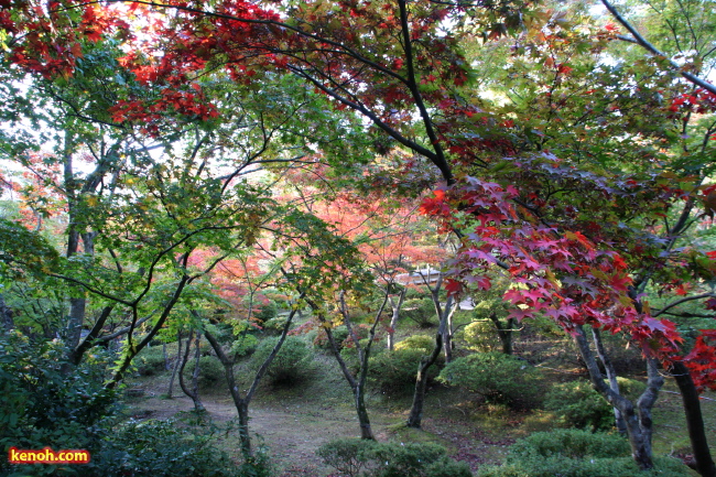 弥彦公園もみじ谷