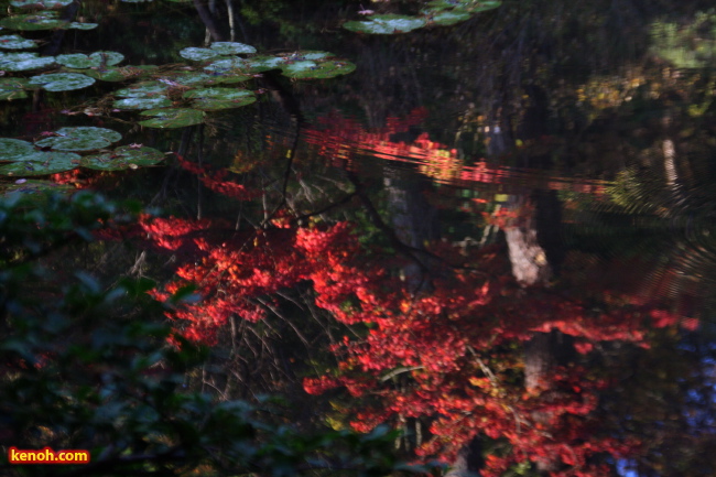 弥彦公園もみじ谷