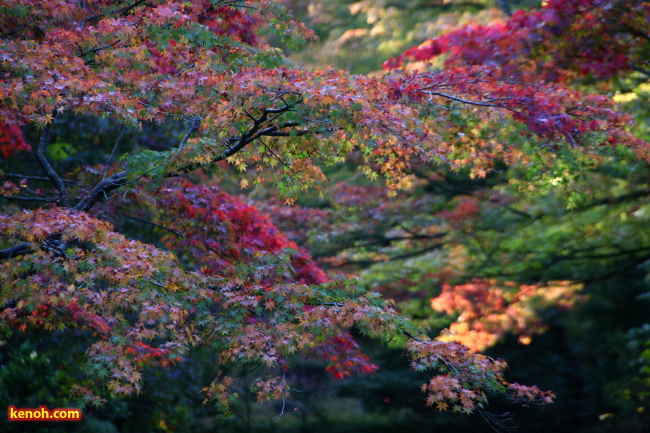 弥彦公園もみじ谷