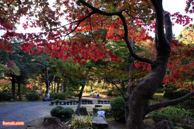 弥彦公園もみじ谷