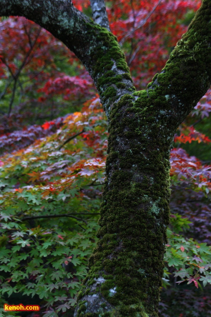 弥彦公園もみじ谷