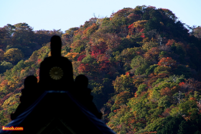 拝殿の向こうに中腹あたりまで紅葉した弥彦山