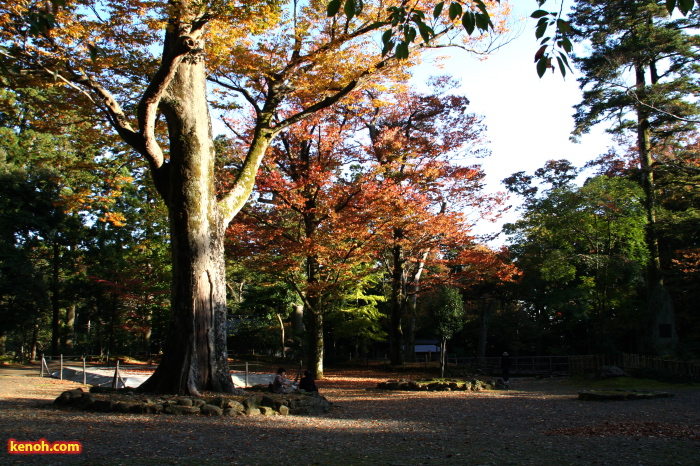 弥彦公園・鹿苑