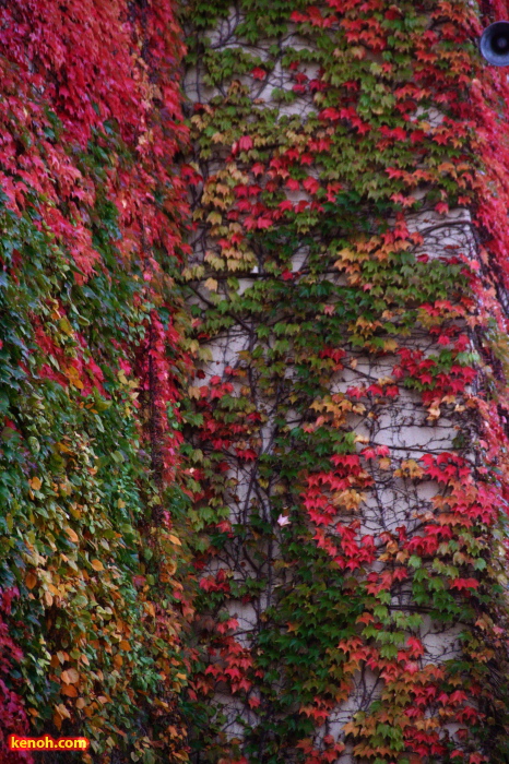 三条市中央公民館北側外壁のツタの紅葉