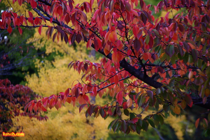 三条小学校の紅葉