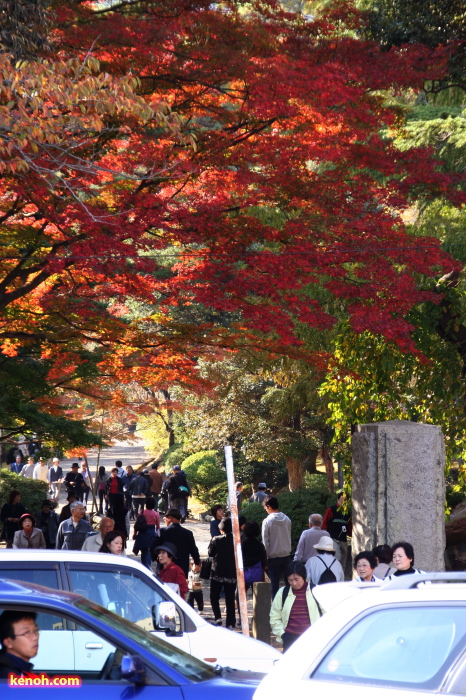 弥彦公園・もみじ谷の紅葉