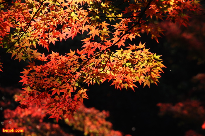 弥彦公園・もみじ谷の紅葉