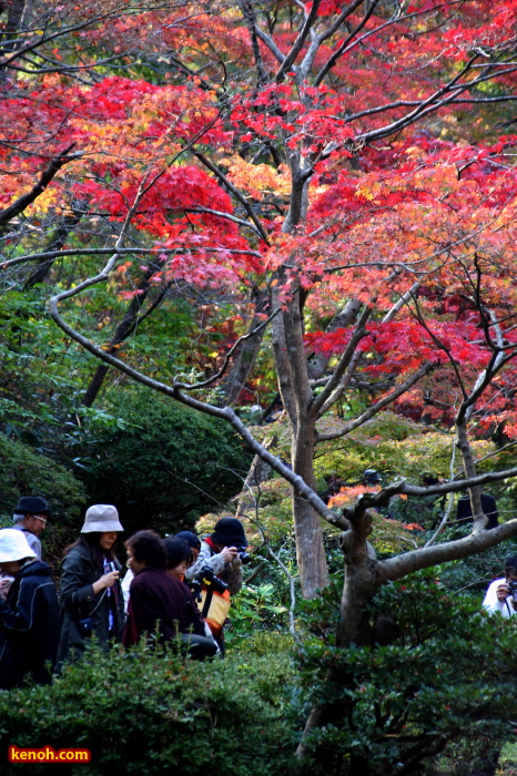 弥彦公園・もみじ谷の紅葉