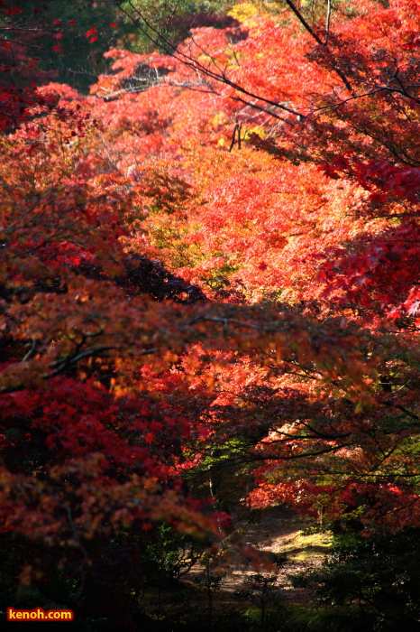 弥彦公園・もみじ谷の紅葉