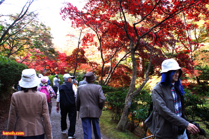 弥彦公園・もみじ谷の紅葉