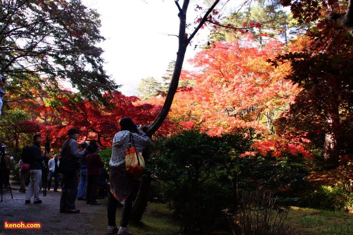 弥彦公園・もみじ谷の紅葉