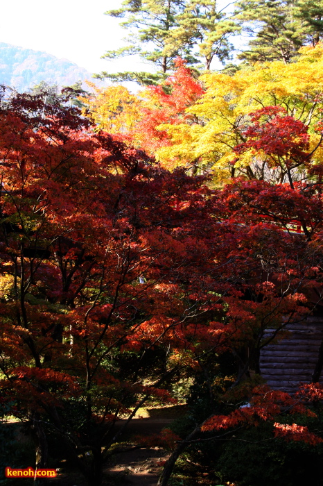 弥彦公園・もみじ谷の紅葉