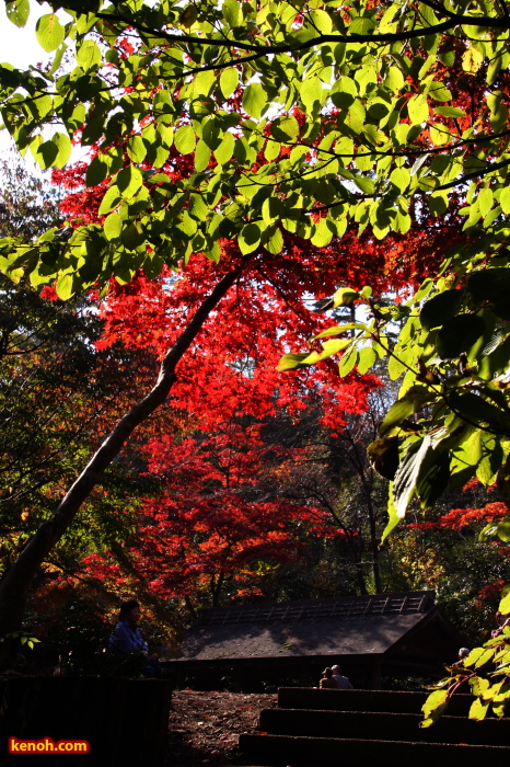 弥彦公園・もみじ谷の紅葉