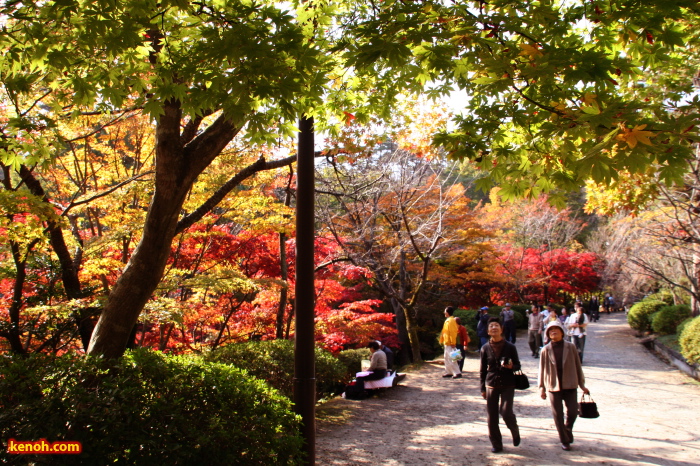 弥彦公園・もみじ谷の紅葉