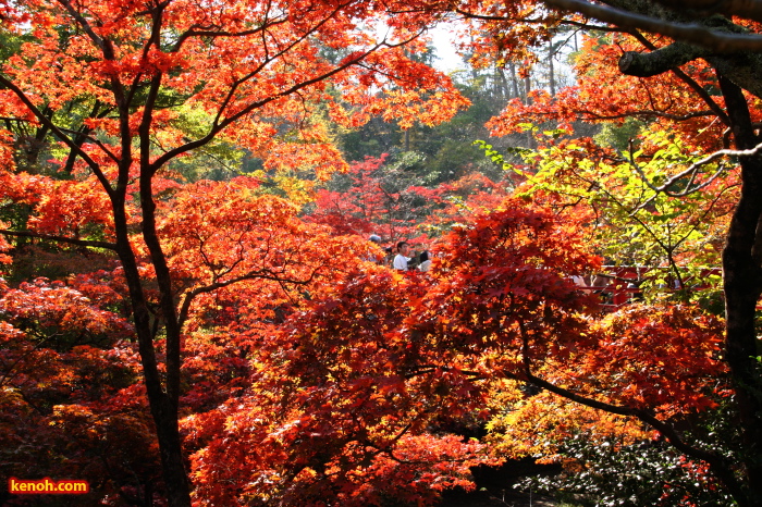 弥彦公園・もみじ谷の紅葉