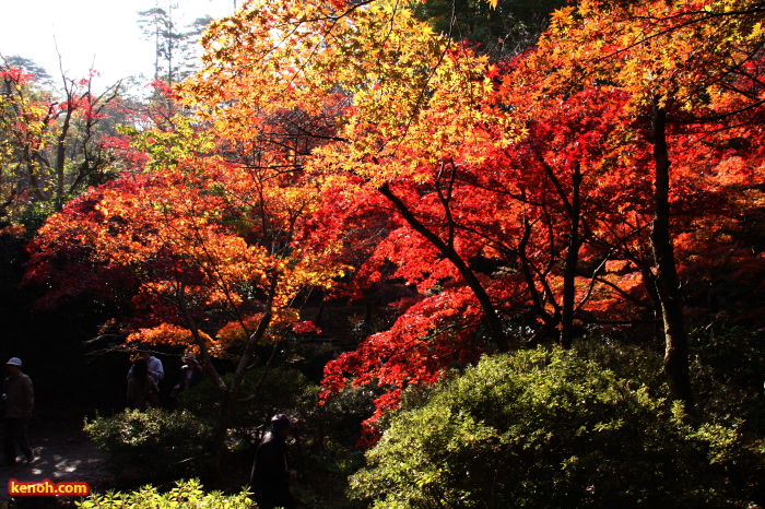 弥彦公園・もみじ谷の紅葉