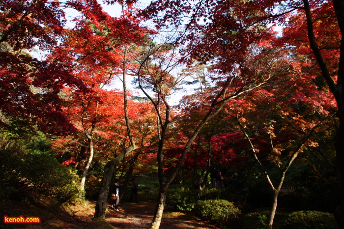 弥彦公園・もみじ谷の紅葉