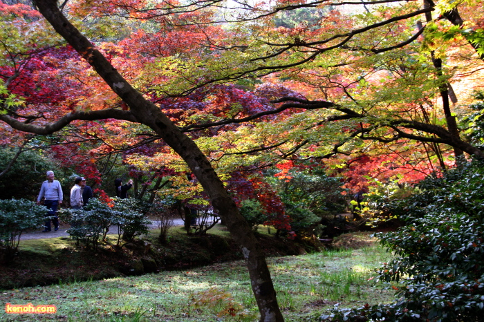 弥彦公園・もみじ谷の紅葉