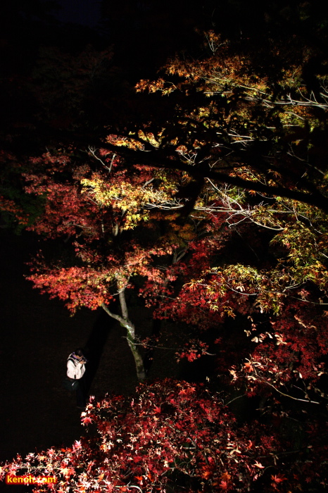 弥彦公園・もみじ谷のライトアップ