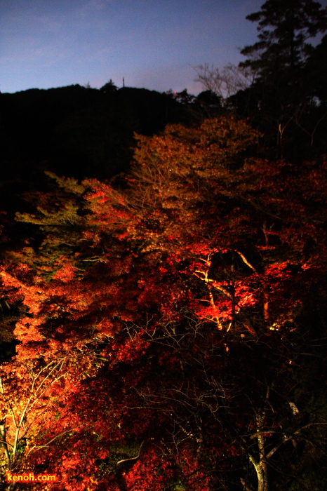 弥彦公園・もみじ谷のライトアップ