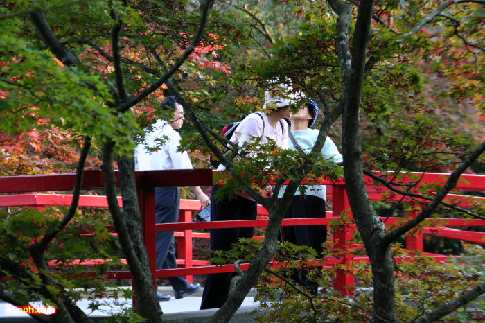 弥彦公園もみじ谷・観月橋