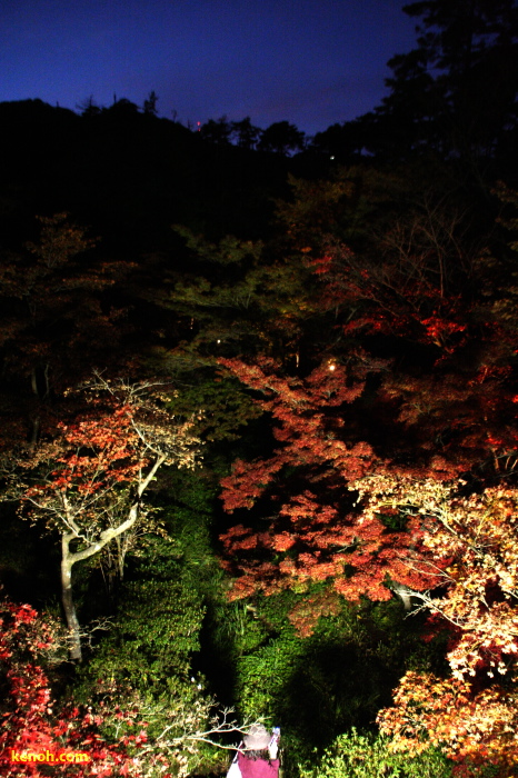 弥彦公園・もみじ谷のライトアップ