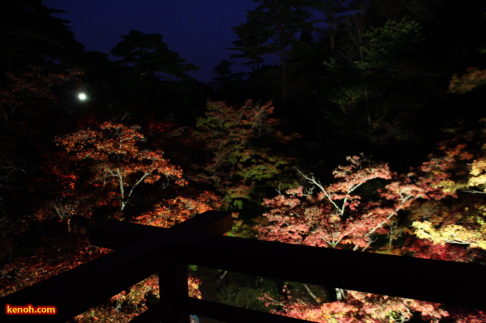 弥彦公園・もみじ谷のライトアップ