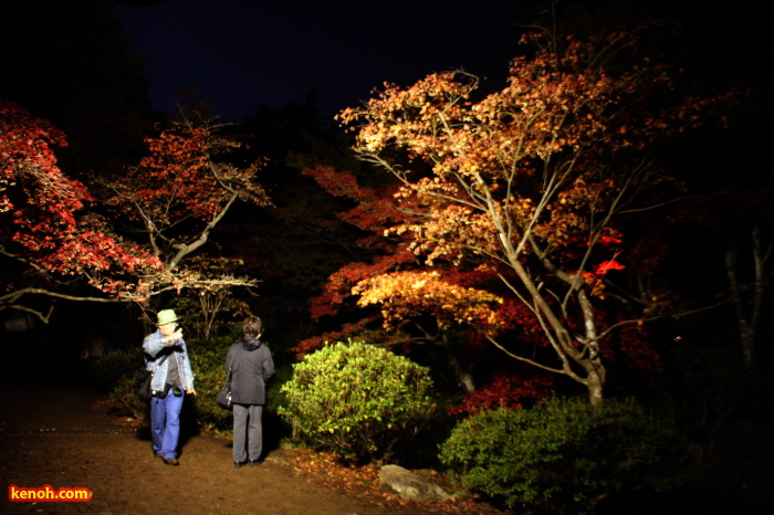 弥彦公園・もみじ谷のライトアップ