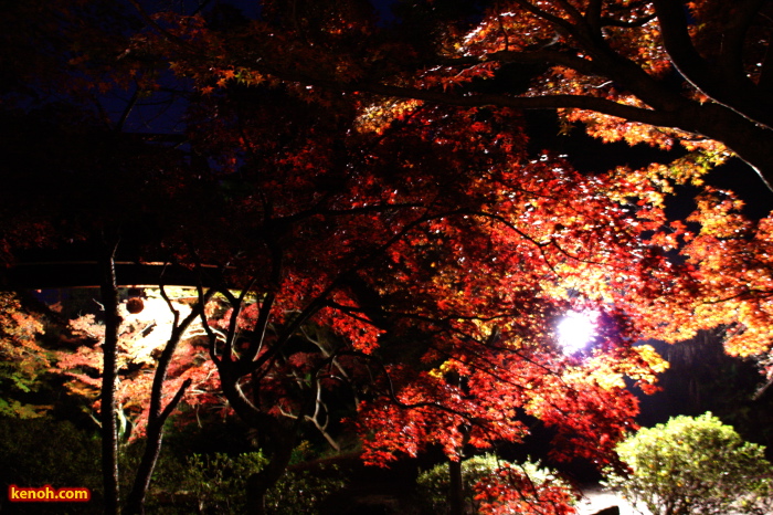 弥彦公園・もみじ谷のライトアップ