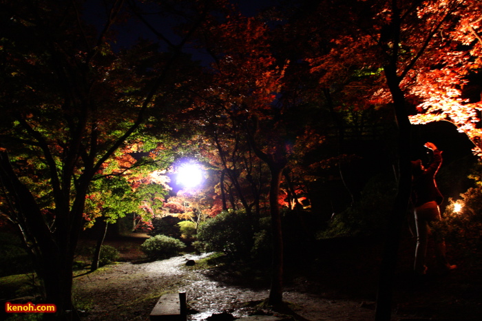 弥彦公園・もみじ谷のライトアップ