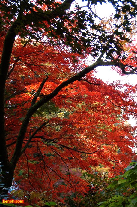 加茂山公園・諏訪神社付近