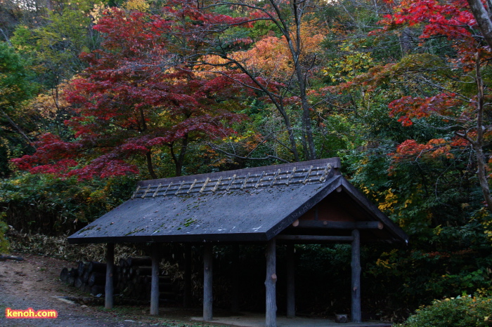 弥彦公園もみじ谷