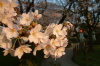 三条市八幡公園、ソメイヨシノ