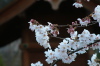 三条市八幡公園、ソメイヨシノ