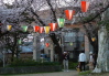 三条市八幡公園、ソメイヨシノ