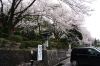 弥彦神社東側駐車場のサクラ