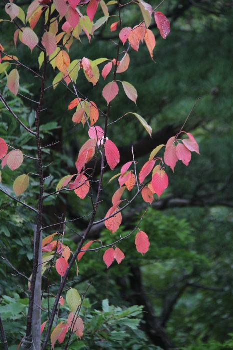 沿道のサクラは紅葉