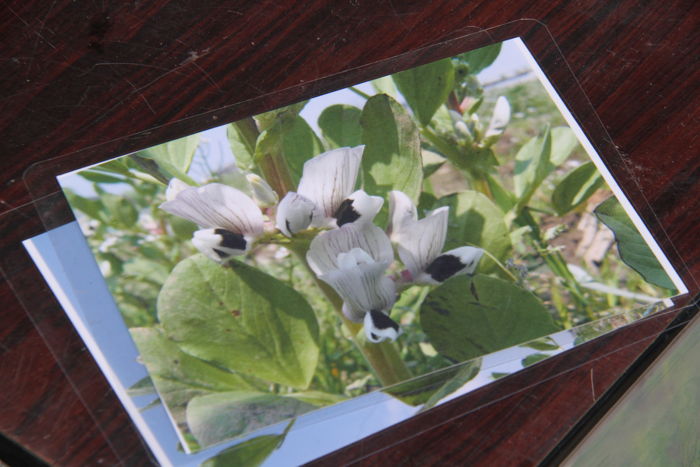 あまり知られていないランのようなソラマメの花